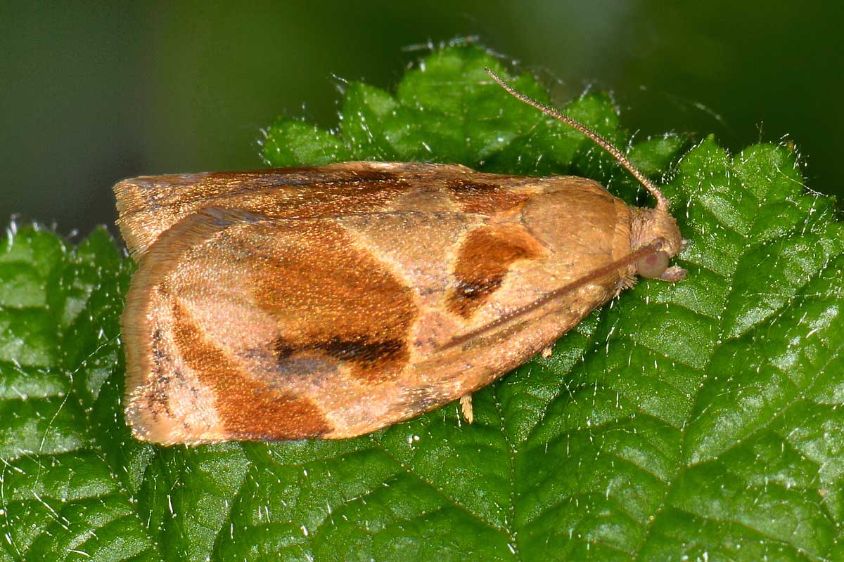 Tortricidae: Archips xylosteana? No, A. crataegana
